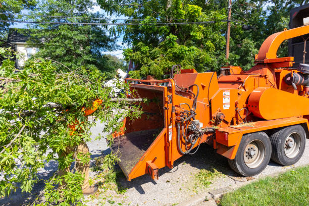 Best Stump Grinding Near Me  in USA